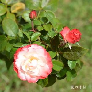 バラ　ノスタルジー（Nostalgie）｜花の手帖のバラ図鑑