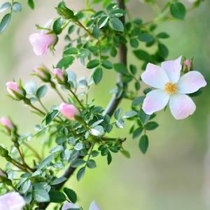 バラ　のぞみ｜花の手帖のバラ図鑑