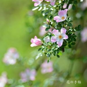 バラ　のぞみ｜花の手帖のバラ図鑑
