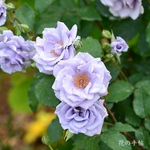 バラ　オンディーナ（Ondina）｜花の手帖のバラ図鑑
