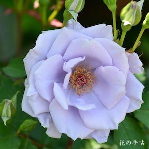 バラ　オンディーナ（Ondina）｜花の手帖のバラ図鑑