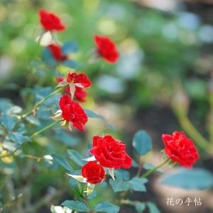 バラ　オレンジ ジュエル（Orange Juwel）｜花の手帖のバラ図鑑