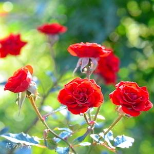 バラ　オレンジ ジュエル（Orange Juwel）｜花の手帖のバラ図鑑