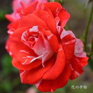 バラ　オレンジ スプラッシュ（Orange Splash）｜花の手帖のバラ図鑑