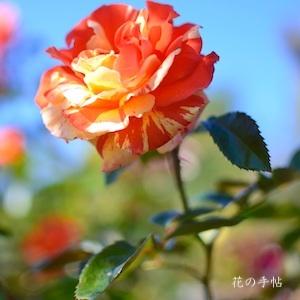 バラ　オレンジズンレモンズ（Oranges 'n' Lemons）｜花の手帖のバラ図鑑