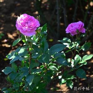 バラ　オーキッドロマンス（Orchid Romance）｜花の手帖のバラ図鑑