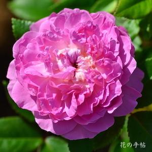 バラ　オーキッドロマンス（Orchid Romance）｜花の手帖のバラ図鑑