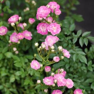 バラ　おりひめ｜花の手帖のバラ図鑑