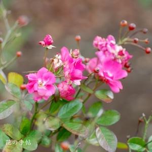 バラ　オルレアン ローズ（Orléans Rose）｜花の手帖のバラ図鑑