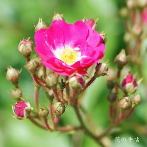 バラ　オルレアン ローズ（Orléans Rose）｜花の手帖のバラ図鑑