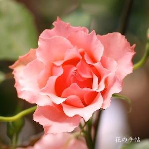 バラ　オトヒメ（おとひめ）｜花の手帖のバラ図鑑