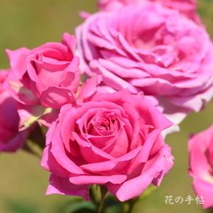 バラ　オーバーナイト センセーション （Overnight Scentsation）｜花の手帖のバラ図鑑