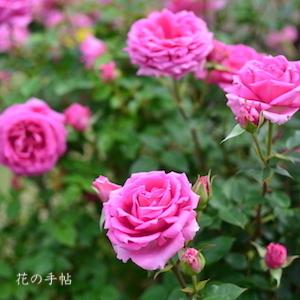 バラ　オーバーナイト センセーション （Overnight Scentsation）｜花の手帖のバラ図鑑