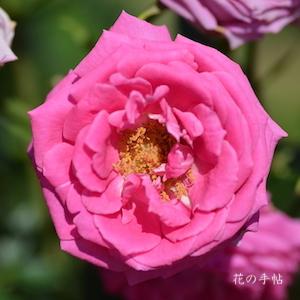 バラ　オーバーナイト センセーション （Overnight Scentsation）｜花の手帖のバラ図鑑