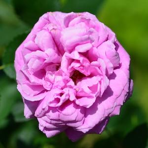 バラ　ペオニア（Paeonia）｜花の手帖のバラ図鑑