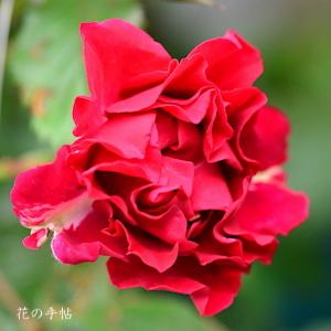 バラ　ペイズリーアビィ（Paisley Abbey）｜花の手帖のバラ図鑑