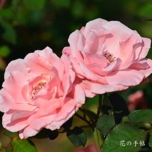 バラ　パピヨン ローズ（Papillon Rose）｜花の手帖のバラ図鑑