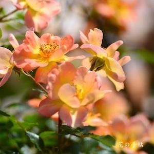 バラ　パプリカ｜花の手帖のバラ図鑑