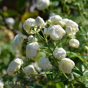 バラ　パケレット（Paquerette）｜花の手帖のバラ図鑑
