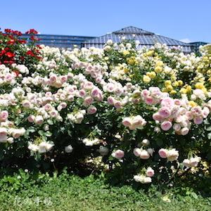 バラ　パシュミナ（Pashmina）｜花の手帖のバラ図鑑