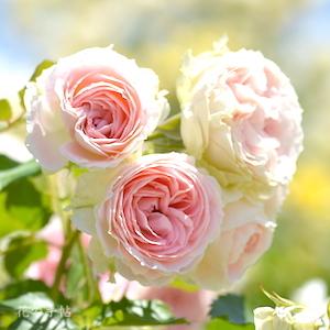 バラ　パシュミナ（Pashmina）｜花の手帖のバラ図鑑