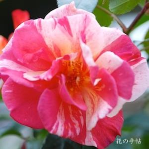 バラ　ポール ゴーギャン（Paul Gauguin）｜花の手帖のバラ図鑑