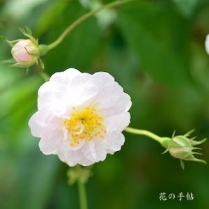 バラ　ポールズヒマラヤンムスク（Paul's Himalayan Musk）｜花の手帖のバラ図鑑