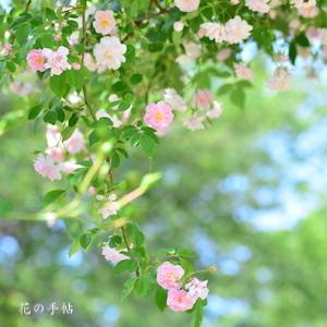 バラ　ポールズヒマラヤンムスク（Paul's Himalayan Musk）｜花の手帖のバラ図鑑