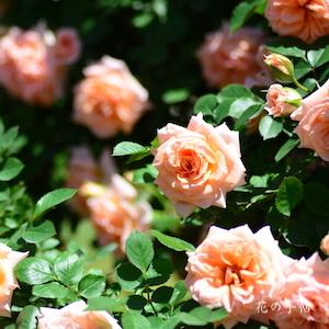 バラ　ピーチ メイアンディナ（Peach Meillandina）｜花の手帖のバラ図鑑