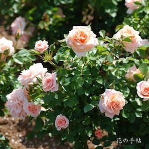 バラ　ピーチ メイアンディナ（Peach Meillandina）｜花の手帖のバラ図鑑