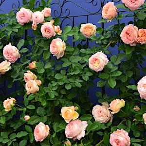 バラ　ペッシュ ボンボン（Peche Bonbons）｜花の手帖のバラ図鑑