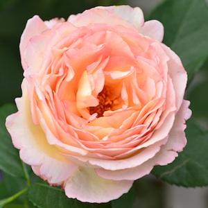 バラ　ペッシュ ボンボン（Peche Bonbons）｜花の手帖のバラ図鑑