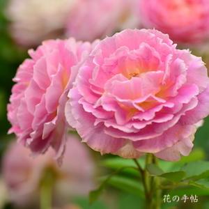 バラ　ペネロペイア｜花の手帖のバラ図鑑