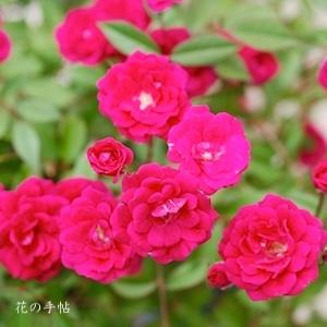 バラ　ペルラ デ アルカナダ（Perla de Alcanada）｜花の手帖のバラ図鑑