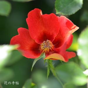 バラ　ペルシアン フレーム（Persian Flame）｜花の手帖のバラ図鑑