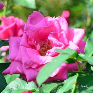 バラ　｜花の手帖のバラ図鑑