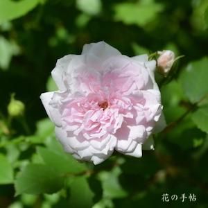 バラ　プティ レオニー｜花の手帖のバラ図鑑