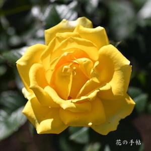 バラ　ファルツアー ゴールド｜花の手帖のバラ図鑑