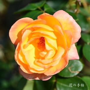 バラ　フィリップ ノワレ｜花の手帖のバラ図鑑