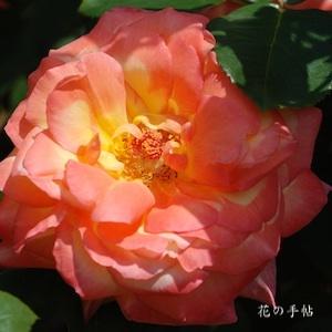 バラ　フィリップ ノワレ｜花の手帖のバラ図鑑