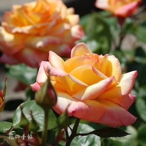 バラ　フィリップ ノワレ｜花の手帖のバラ図鑑