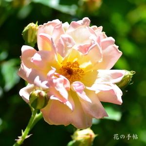 バラ　フィリス バイド（Phylis Bide）｜花の手帖のバラ図鑑