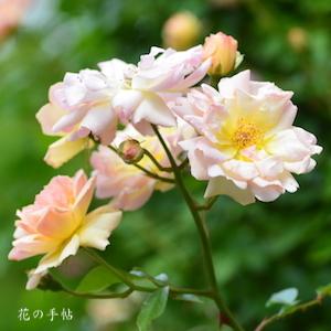 バラ　フィリス バイド（Phylis Bide）｜花の手帖のバラ図鑑