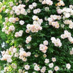 バラ　フィリス バイド（Phylis Bide）｜花の手帖のバラ図鑑