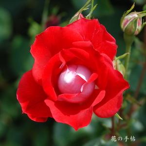 バラ　ピカソ（Picasso）｜花の手帖のバラ図鑑