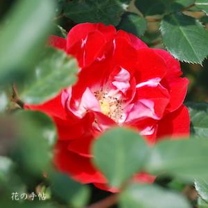 バラ　ピカソ（Picasso）｜花の手帖のバラ図鑑