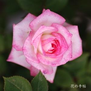 バラ　ピッコロ（Piccolo）｜花の手帖のバラ図鑑