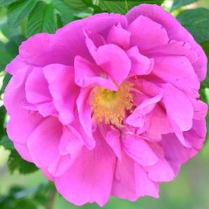 バラ　ピエレッテ｜花の手帖のバラ図鑑