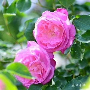 バラ　ピエールドサンシール（Pierre de St.-Cyr）｜花の手帖のバラ図鑑