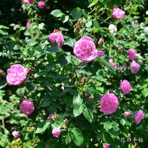 バラ　ピエールドサンシール（Pierre de St.-Cyr）｜花の手帖のバラ図鑑